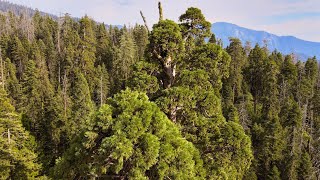 Oriole Grove - Giant Sequoias of California (4K)