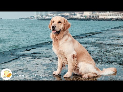 강아지 심리안정과 휴식음악🐶💖차분한 휴식시간&잔잔한 파도소리,자있는 강아지의 분리불안 스트레스해소 음악