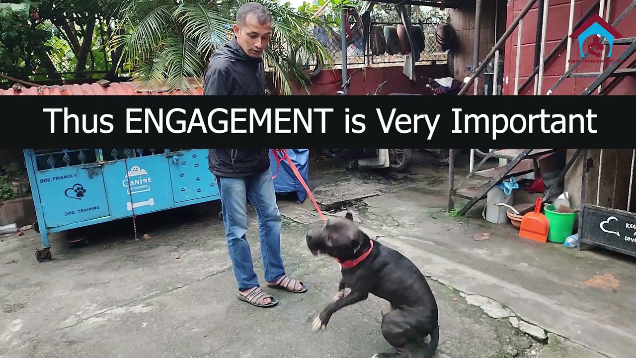 Dog training in Nepal || Engagement and it's importance