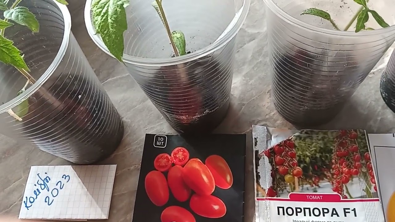 Гібриди , що вирощуватиму у теплиці. 2026