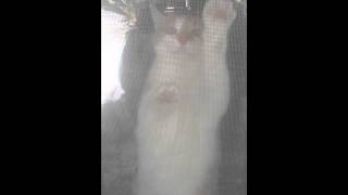My cat Tabs, window washing! My cat Tabs, window washing!