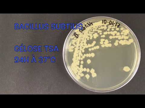 Video: Bacillus Subtilis RarA Vormt Schade-induceerbare Foci Die De Hele Cel Scannen