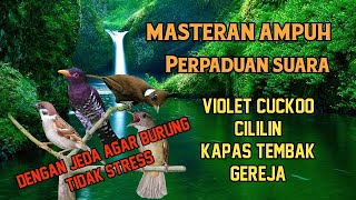 Masteran Ampuh Suara Jernih Perpaduan Violet Cuckoo Cililin Kapas Tembak Gereja