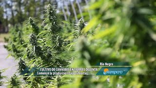Cultivos de cannabis en tierras del INTA