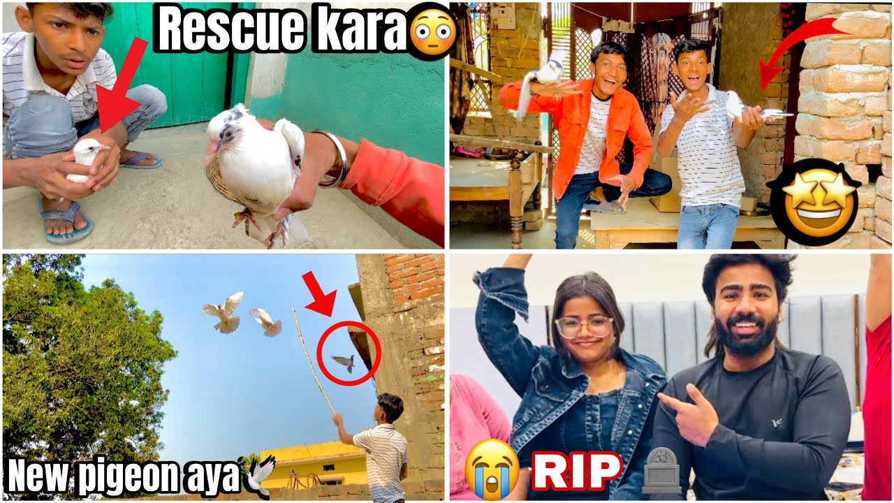 Havy bachhe 🕊️ rescue kara🤩 !! New pigeon🕊️ aye😳 ! Rip 😭 #vlog #familyvlog