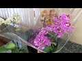 Буду ли я продавать СОРТОВЫЕ ОРХИДЕИ? Новый завоз свежих сортовых орхидей!