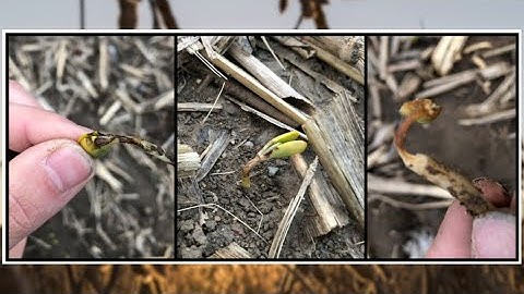 Evaluating Soybean Emergence and Stand