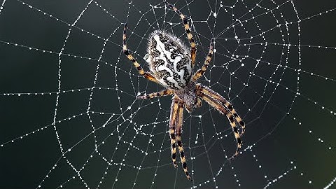 Beautiful Spider Web Build Time-lapse | BBC Earth