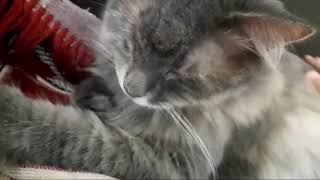 *на протяжении 5 минут 46 секунд глажу кошек* я деграднул ._. (я дурачек)