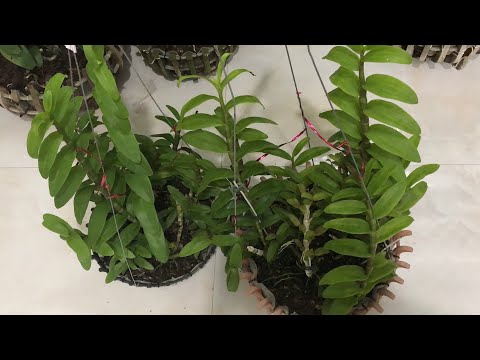 Video EM THUỲ : TÍM HUẾ - MẮT ĐỎ CÁNH BẦU ĐẠI GIÁ RẺ... - youtube