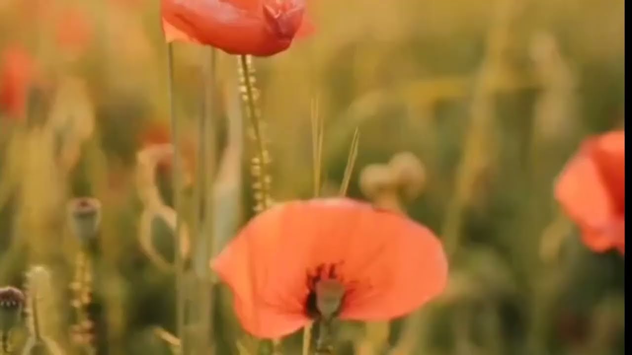 حلقة جديدة من برنامج ريحة دوار rihet douar طرائف مضحكة جدا مع سي ابراهيم