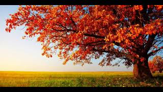 Yine Aylardan Kasım Müzik