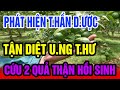 Đừng Tốn Tiền Đi Viện, Cứ Ăn Quả Này Tốt Gấp Vạn Lần Nhân Sâm, Cả Đời Không Lo Bệnh Tật Ghé Thăm