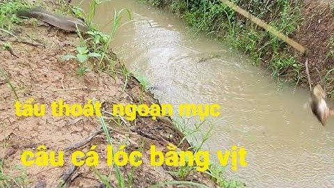 Câu cá lóc bằng vịt # cuộc trốn thoát ngoạn mục || Phương fishing , hunting trap