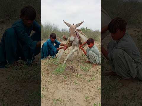 ٱل أ ي د ي ٱل ت ي ت ر و ي ظ م أ ٱل و ت