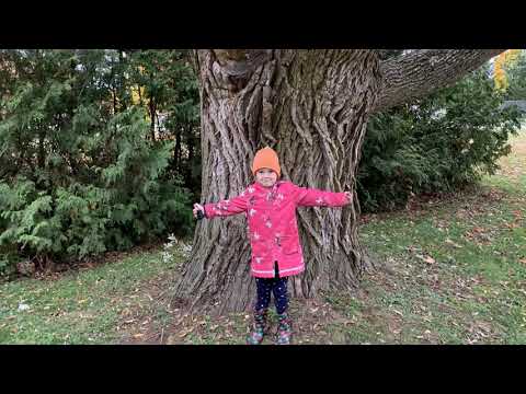 Big Trees Song featuring Monster Trees of Waterloo Region