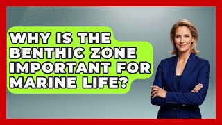 Why Is The Benthic Zone Important For Marine Life | The Student Atlas News