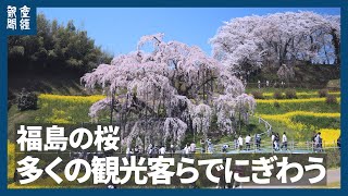 動画】樹齢1000年超の一本桜、観光客魅了 福島「三春滝桜」 桜便り