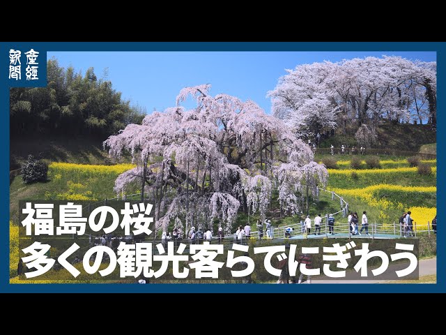 動画】樹齢1000年超の一本桜、観光客魅了 福島「三春滝桜」 桜便り