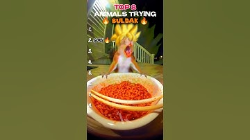 Top 8 Sora Ai Animals Trying Spicy Noodle/Spicy Buldak 🥀🔥 #shorts #funny #viral #compilation #memes