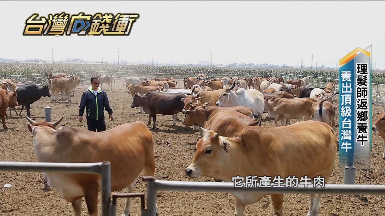 第一個國產牛品牌　復興黃牛目標成台版和牛20210515【台灣向錢衝】PART2
