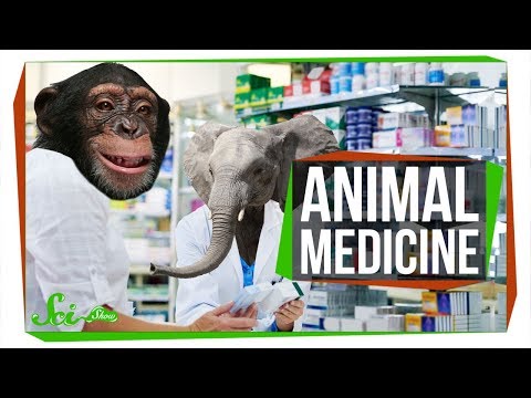 Video: Videnskaben - og fælles sans - bag brug af naturlægemidler i kæledyr