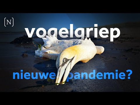 Vogelgriep en de risico’s voor mensen