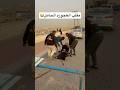 ست عجوزه بتولد في كورنيش المقطم    كوميديا ضحك قيصر مصر اكسبلور