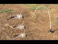 Awesome Quick Bird Trap Using Bamboo - Easy Best Bird Traps Work 100%