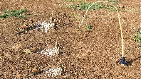 Awesome Quick Bird Trap Using Bamboo - Easy Best Bird Traps Work 100%