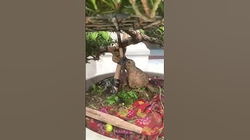 Bí quyết cắt tỉa tạo dáng tùng la hán #tùnglahán #bonsai