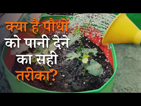 वीडियो: बगीचे के पौधों को डाक से भेजना - पौधों को डाक से भेजने के टिप्स