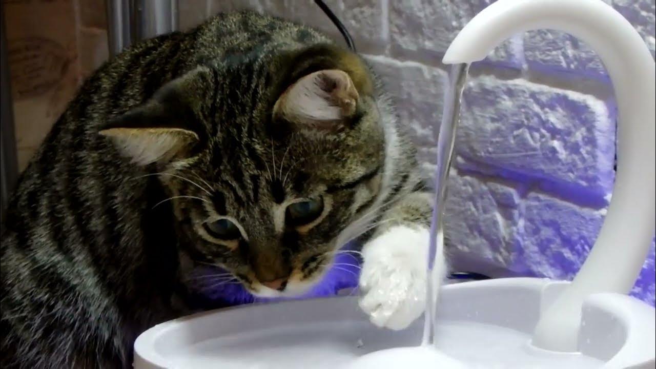 Как приучить котенка пить. Кошка в воде. рыжий кот пьет из поилки. как приучить кота к воде. кот пьет воду из кулера видео.