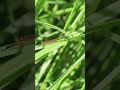 Aurora Bluetail Damselfly Feeding on Small Insect #insects #damselfly #australianwildlife