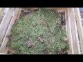 Kurze Kompost- und Totholzhaufen Besichtigung im tierfreundlichen Biogarten
