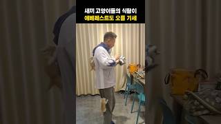 새끼 고양이들의 식탐이 에베레스트도 오를 기세ㅋㅋㅋ#고양이 #동물