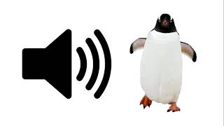 Penguin - Sound Effect | ProSounds