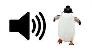Penguin - Sound Effect | ProSounds