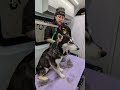 Adapting to Every Dog: Wiley the Husky | PNWGROOMS Mobile Grooming