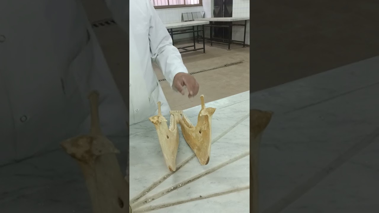 mandible comparative دكتور رمضان ساري