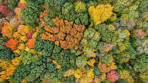 When fall colors will peak in Michigan