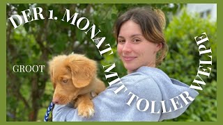 1. Monat mit Groot // NovaScotiaDuckTollingRetriever // Welpenerziehung, Hund, Abholung, Toller