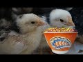 ЦЫПЛЯТАМ 2 НЕДЕЛИ Корм для цыплят ВИТАМИНЫ ДЛЯ ЦЫПЛЯТ Чиктоник СОЛНЫШКО КОРМ Чем кормить цыплят