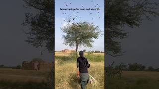 Farmer hunting for raven nest eggs 🪺 #farmer #hunting #birds #asmr #new #ytshorts