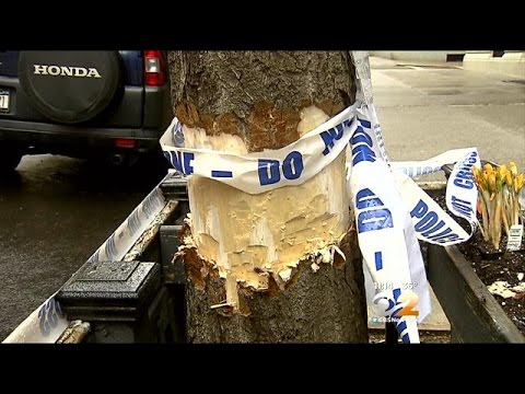 Video: Unbleaching Tree Bark - Fixering av blekt bark på träd