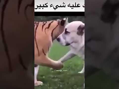 راحت هيبه النمر
