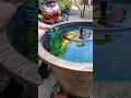 Summer Tubbing With Bertie. #aquarium#ponds #fish