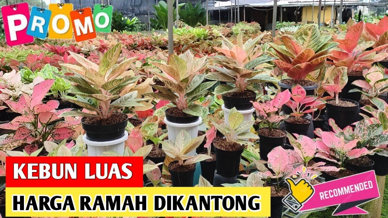 Kebun Luas, Harga Ramah dikantong‼️ Aglaonema Murah di Jakarta Timur ~ 104