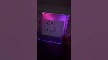 Çat club! #viral #catshorts  #shorts #cats #catclub