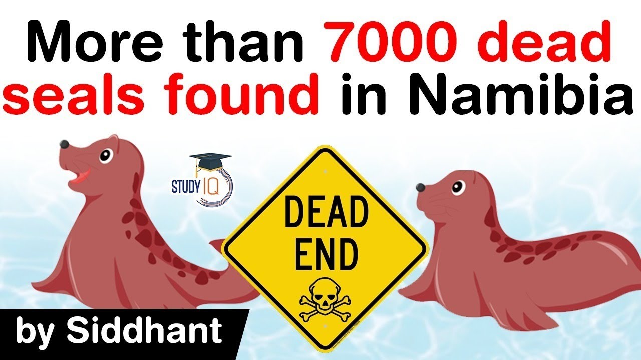 More than 7000 dead seals found along Namibia – Burning Issues – Free PDF